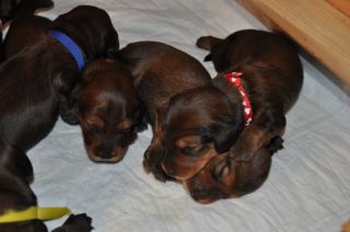 Jamniki d�ugow�ose